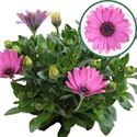Bild von Osteospermum  P12 Davina(rose)